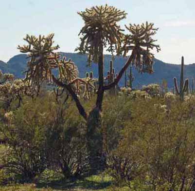 jumping cholla